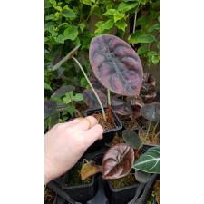 Alocasia Cuprea Red Secret молодые