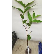 Syzygium samarangense (white margin) mart 318/1