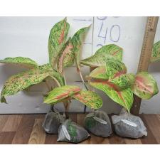 Аглаонема Боксинг / Aglaonema A-21 Boxing
