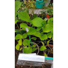 Гортензия крупнолистная «Пепперминт» / Hydrangea macrophylla Peppermint