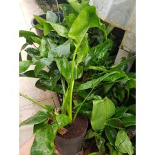 Philodendron 'fun Bun' green wonder 14 cm pot