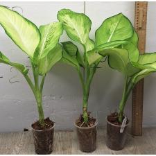 Dieffenbachia Saeng Chantra