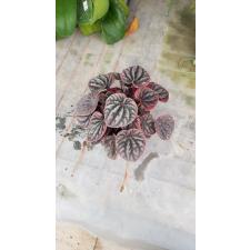 Peperomia C Schumi Red pot 450p