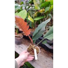Philodendron Pin Amphan Choco 189 pot