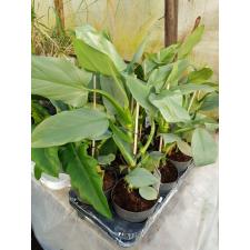 Philodendron 'silver Queen' 14 см гошок 