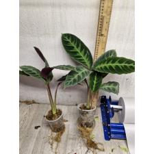 calathea warscewiczii м1200р