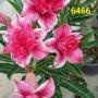 Adenium 6466