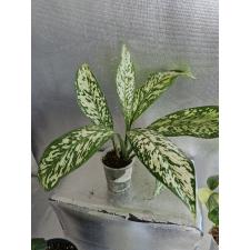 Dieffenbachia White Blizzard стакан 2200р