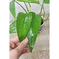 Epipremnum aureum (S)