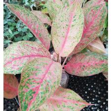 Aglaonema MongkolManee A-57