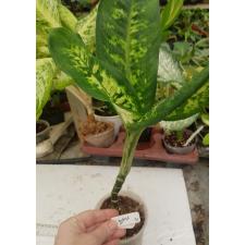 Dieffenbachia Sethee Roenthong 91 уценка