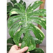 Монстера Деликоза Тайское Созвездие / Monstera deliciosa Thai Constellation (L)