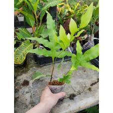 Polypodium sp pot