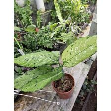 Dieffenbachia Sue Pran Tricolor pot 2200p