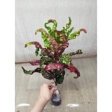 Codiaeum A27 Luke gum phang phetch