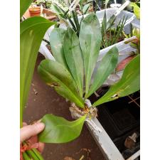 Philodendron decurrens 368