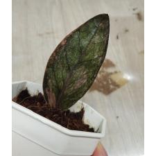 Zamioculcas zamiifolia black variegated (1 leaves) НОМЕР 4