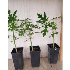 papaya sp hybrid .plant M pot