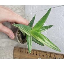aloe sp vera variegated