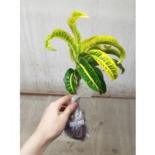 Codiaeum A21 Khao kae