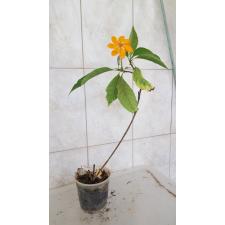 Gardenia thailandica 145/1 pot