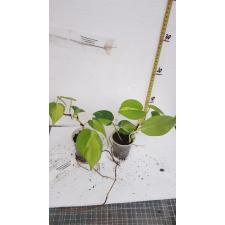Philodendron oxycardium variegated стакан