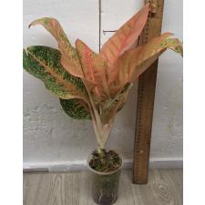 Аглаонема Гарри Квин / Aglaonema Harry Queen A-97 горшок