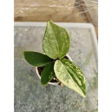 Zamioculcas Short Leaf variegata 1,5"  по 3200р