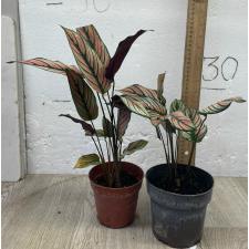 Калатея украшенная / calathea pinstripe