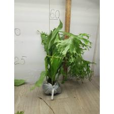 Microsorum punctatum 'Kinnaree' (Superclone) 166