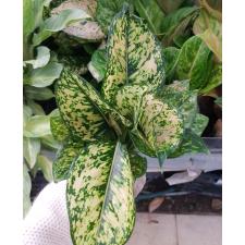 Aglaonema P-26 Gold Paper