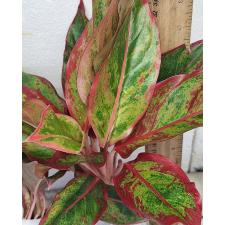 Аглаонема Аврора - Красная / Aglaonema Aurora - Red A-7