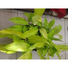 Philodendron malay Gold стакан - горшок