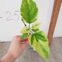 Clerodendrum paniculatum variegated