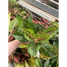 Aglaonema 10 Karat - green black A-3