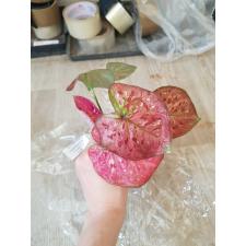 Caladium sp C-14