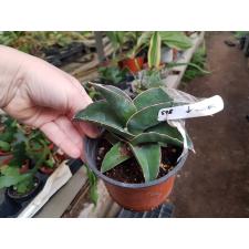 Sansevieria ehrenbergii Banana Mr. Blue 563