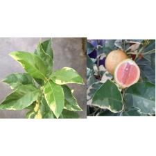 Citrus limon 'Variegated Pink Eureka Lemon 55  уценка 3400р