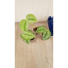 Scindapsus 'Exotica' s pot 150p