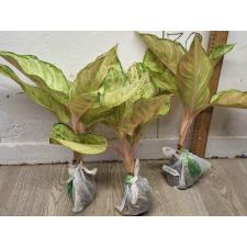 Аглаонема Фрозен / Aglaonema Frozen A-26