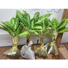 Аглаонема золотая ложка / Aglaonema Gold spoon A-105