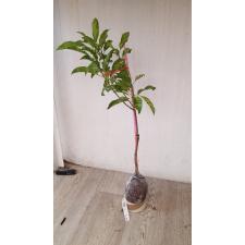 Manilkara achras (yellow leaf)(grafted) 147-1 по 4500р