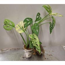 Monstera adansonii variegated Mint. pot Д