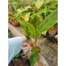 Philodendron sp.(T12) variegated 567 pot