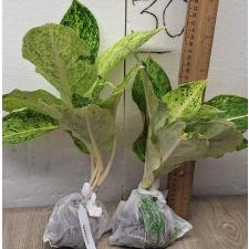 Аглаонема Лаксубтонг / Aglaonema Laksubtong A-53