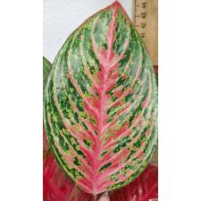 Аглаонема Амнат Джарен / Aglaonema Amnat Jaren A-18 pot