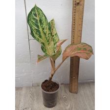 Aglaonema Aradin A-16