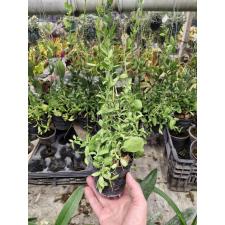 Dischidia pectinoides