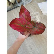Caladium sp CC-1
