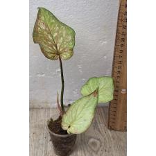 Каладиум двухцветный / Caladium bicolor